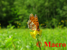 Veldparelmoervlinder. © Macro