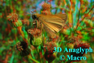 Zwartsprietdikkopje. 3D! © Macro