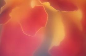 bloem1.jpg